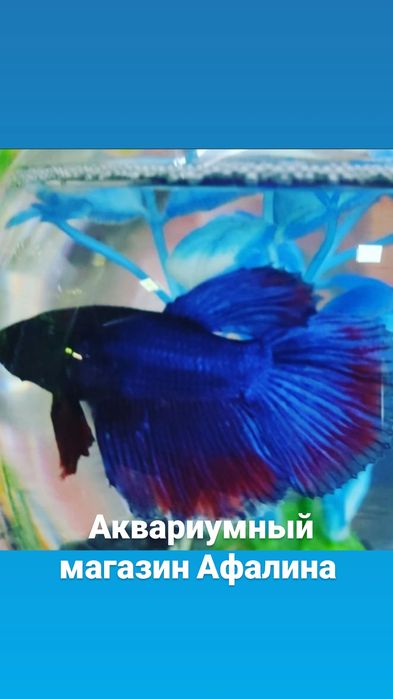 Аквариумы в Афалине. НавоиТорайгырова