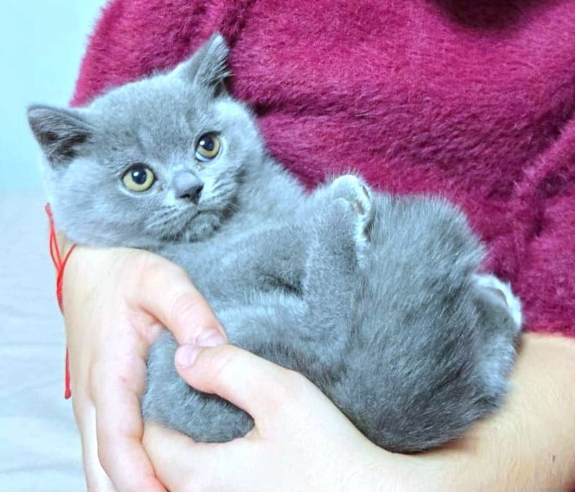 Pisic British Shorthair blue cu pedigree