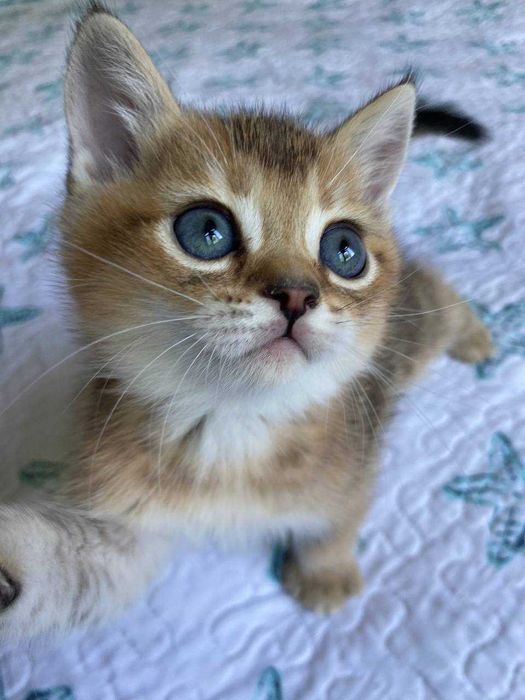 Продаются котята  чистокровная золотая шиншилла