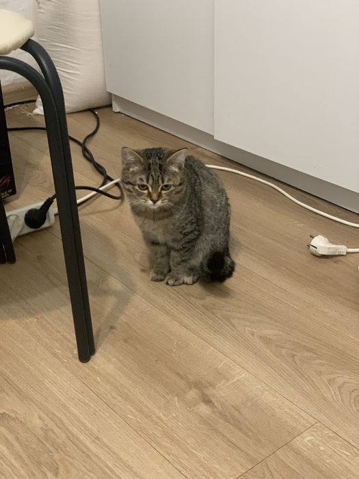 Отдам кошек в хорошие руки