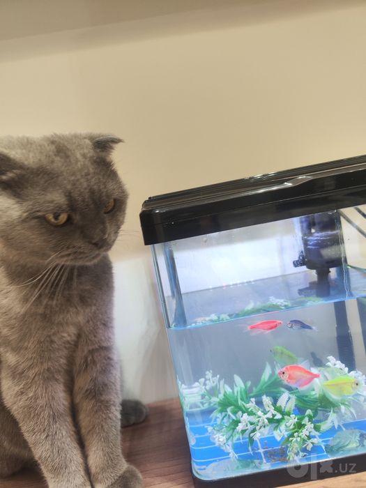 Akvarium baliqlari bilan sotiladi