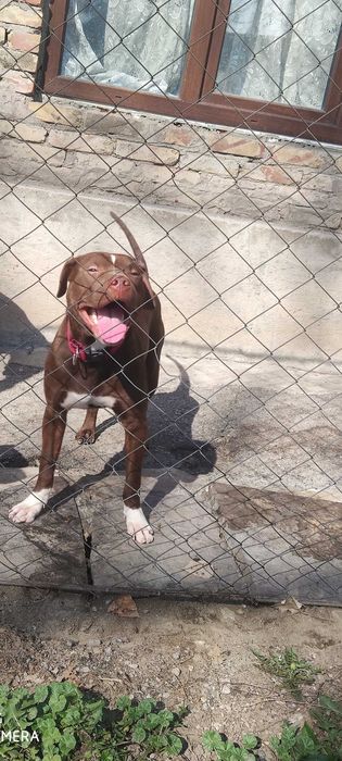 Пит- бультерьер (Red Nose)