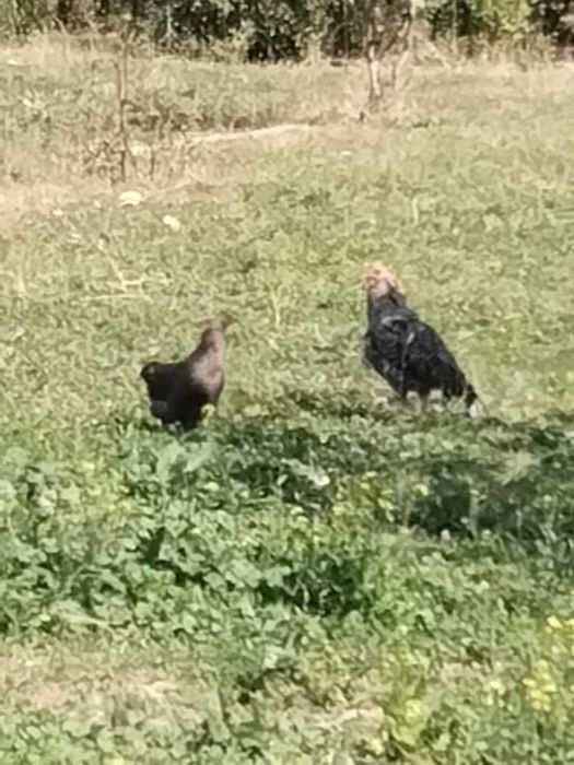 Тауыктар жағдайы жаксы