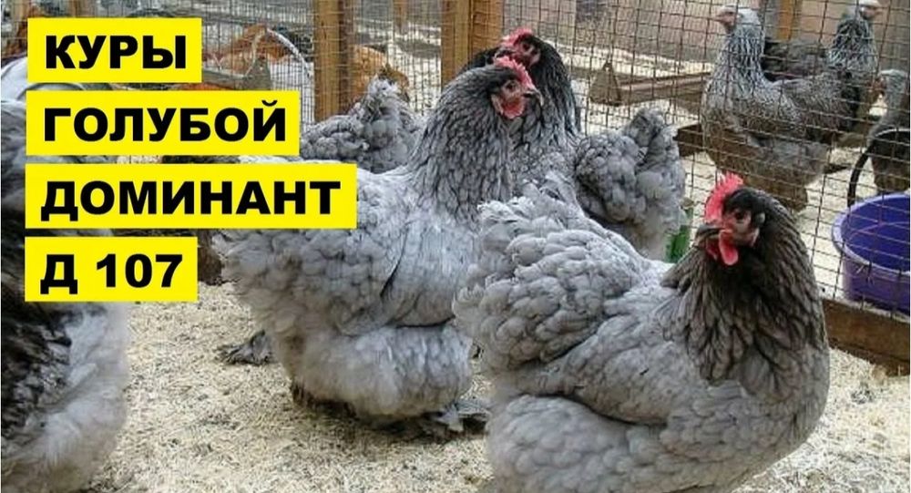 Цыплята Доминант Д  107 чистая линия.