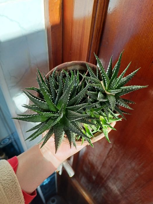 Цветы домашние  , цветущая фиалка