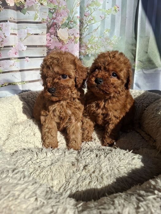 Мини  Пудел   Момченца  и  Момиче