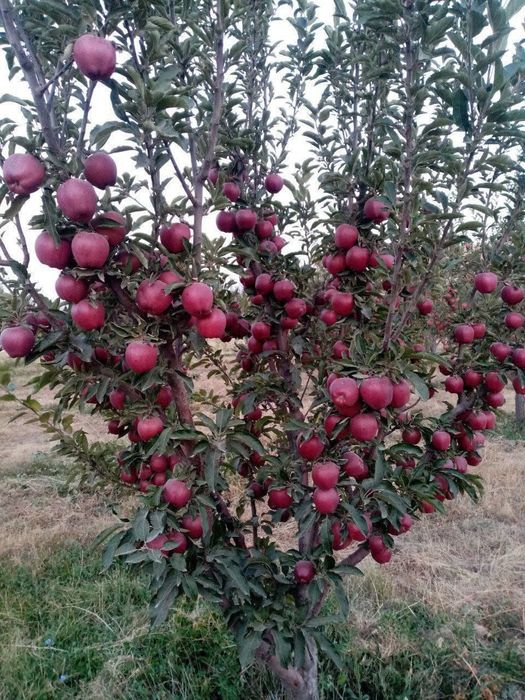 Кощет арзан багада бори туриден бар