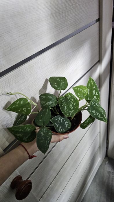 Сциндапсус  пиктус