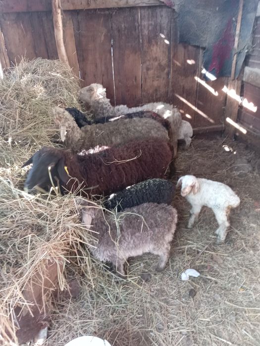 Продам баран с ягненком