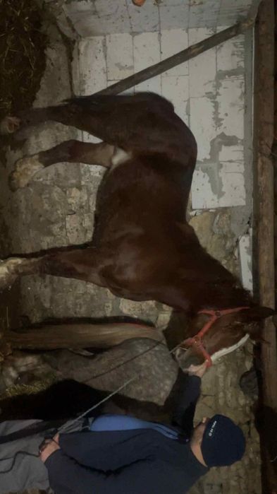 VVand mânz sau schimb