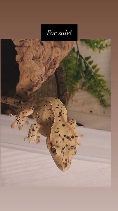 Super Dalmatian Crested Gecko, VALABIL!