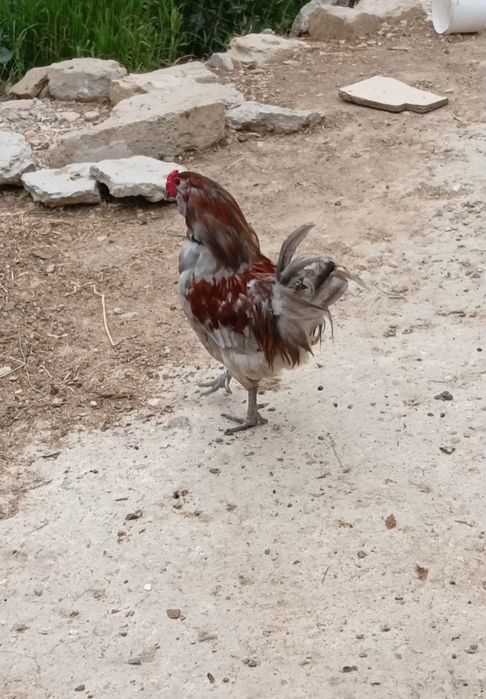 Амераукана әтеш сатылады 6мың Ақтауда