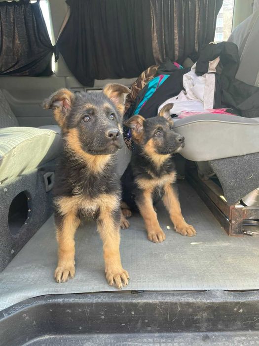 В продаже щенята Немецкой Овчарки