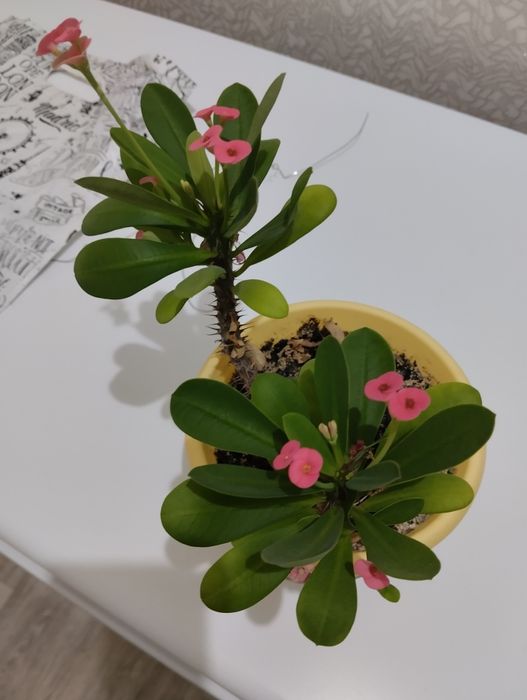 Комнатный цветок молочай Миля