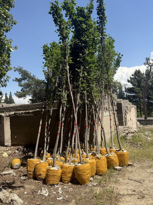 Чинор кучатлари таййор холатда аксия