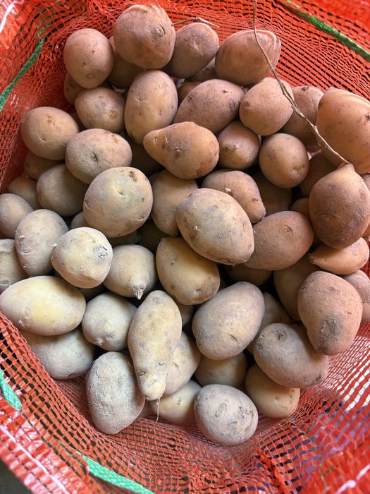 Картофель семенная