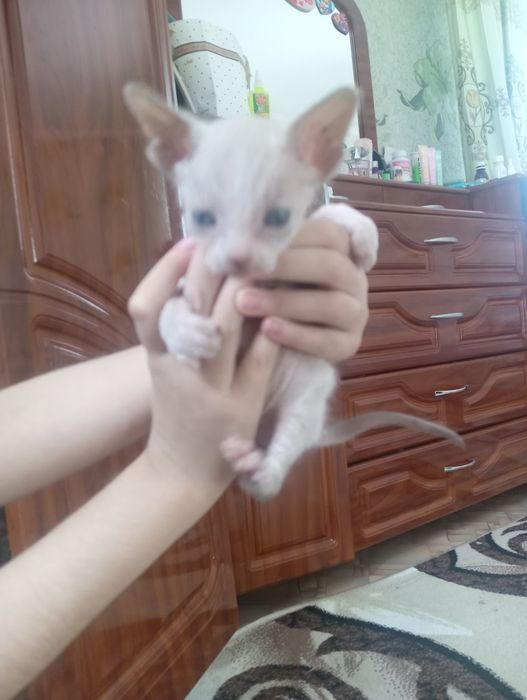 Отдам котят в добрые руки