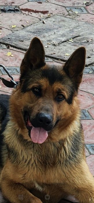 ВЯЗКА / Чистокровный кобель немецкой овчарки. (не продаётся)