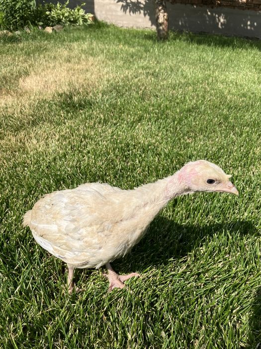 Продам  индюшат мясной и мясо-яичной породы