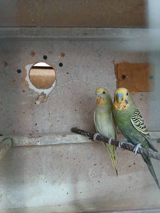 Bir jup bolali para sotiladi 4 ta bolasi narxi 370 ming ozirog' kami b