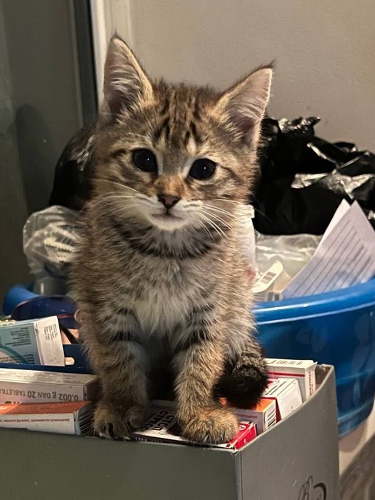 Бесплатно котята в добрые руки