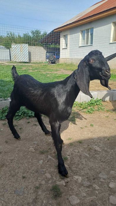 Продам козочку камори