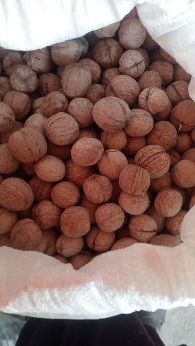 қургак свежи билги