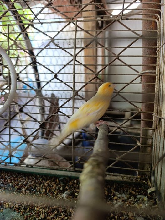 Золотой Себрайт японский