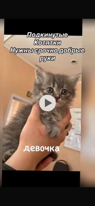 Отдам даром котят