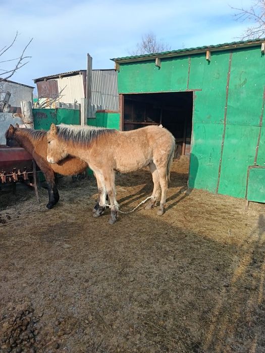 Продам жеребенка