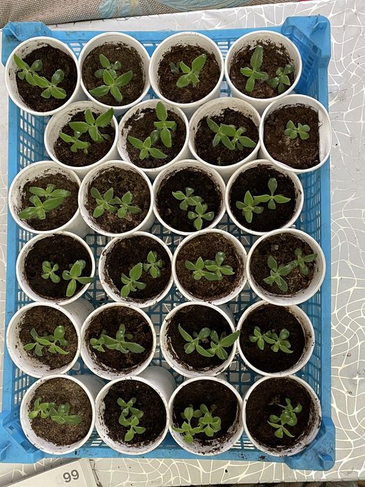 Продам комнатные цветы