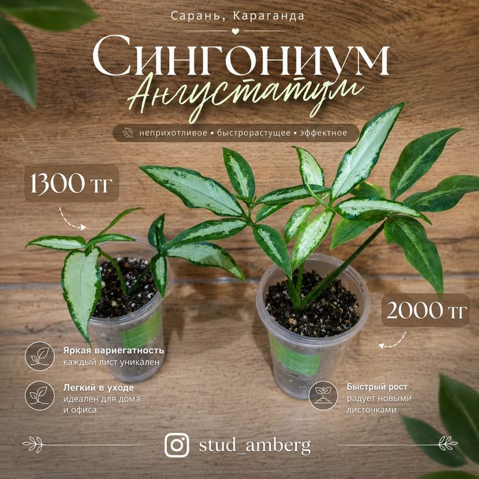 Сингониум 1  сингониум