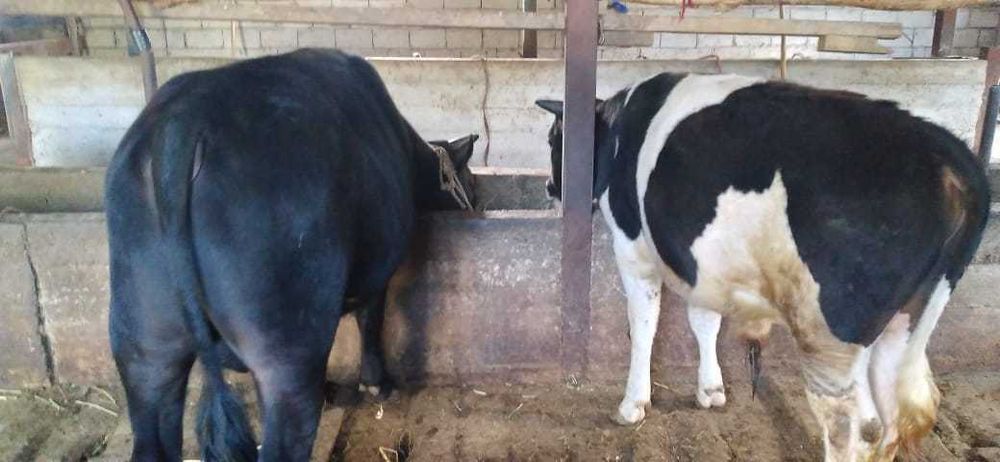 Бұқалар сатылады