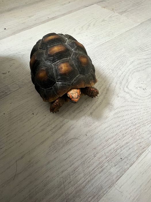 Țestoase, broaște testoase