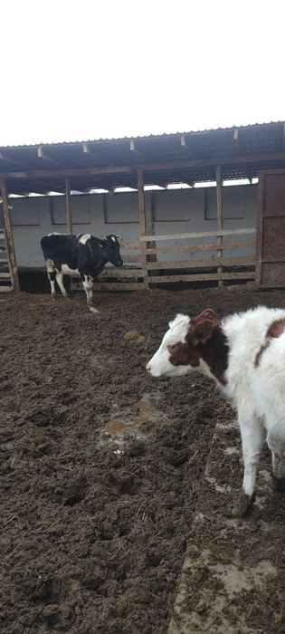 Басқада сиырлар бар ватсапка видео жиберем