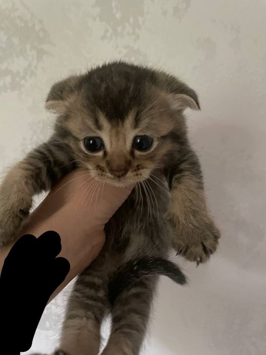 Zotliy mushik Scottish fold