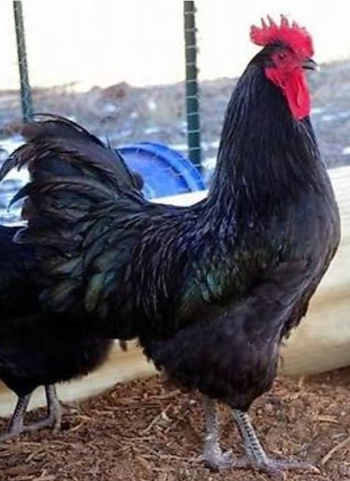 Джерсийский гигант линия Россия