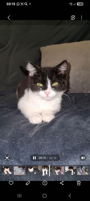 Малыш ищет мампап. Доставлю!