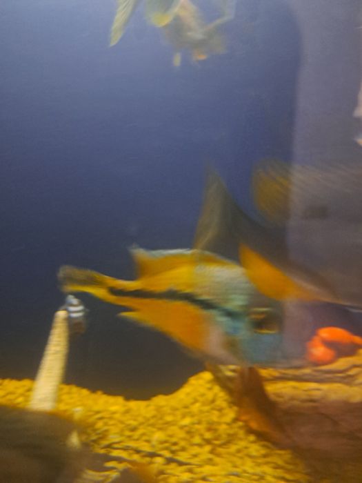 Мальки Никарагуанской цихлозомы