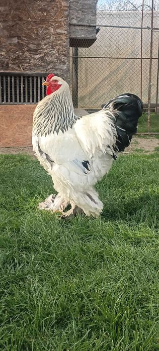 Pui si pasari adulte Brahma si Australorp