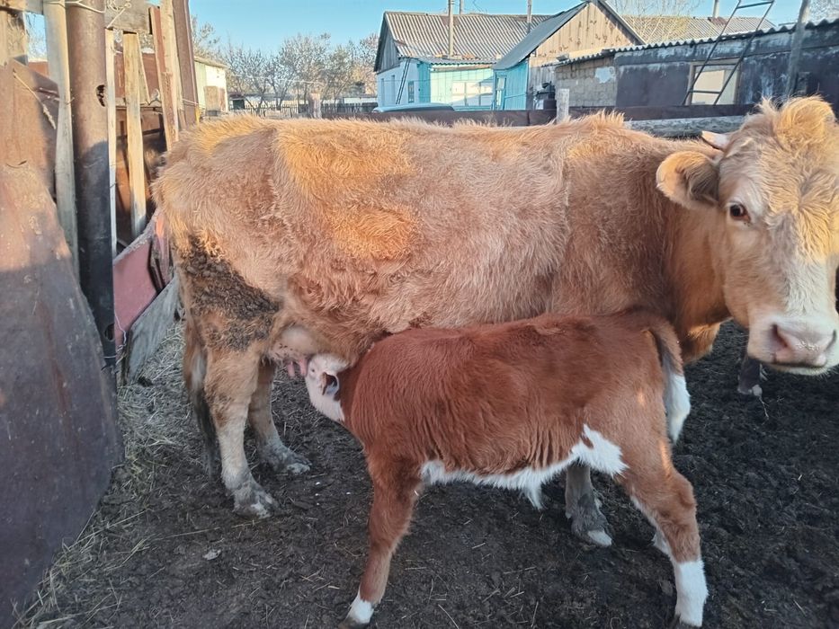 Продам КРС , находятся в Раздольном