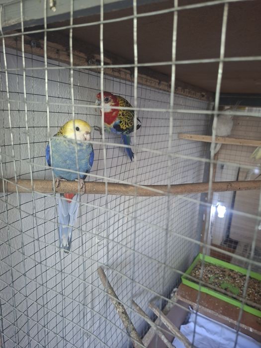 Обмен попугаев Розелла