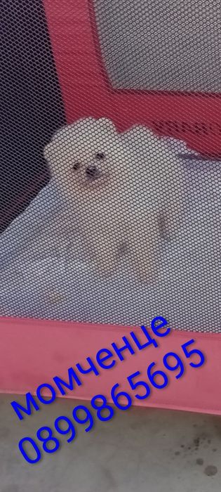 Мъжки и женски Померанчета.