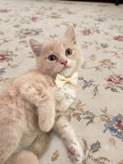 Mushuk sotiladi scottish fold