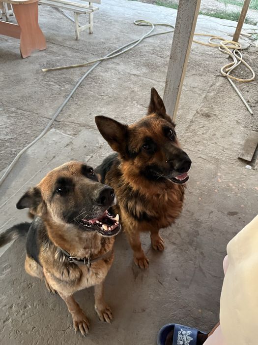 Щенки немецкой овчарки