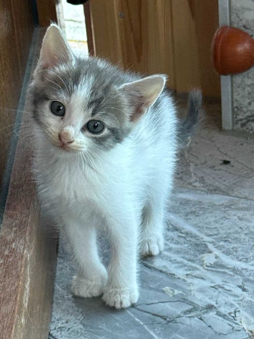 Подаряваме прекрасни малки котенца