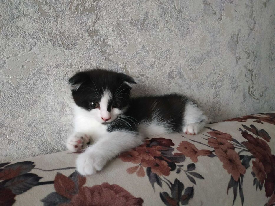 отдам котят в заботливые руки