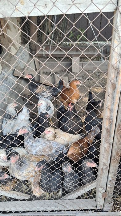 Куры молодки разные