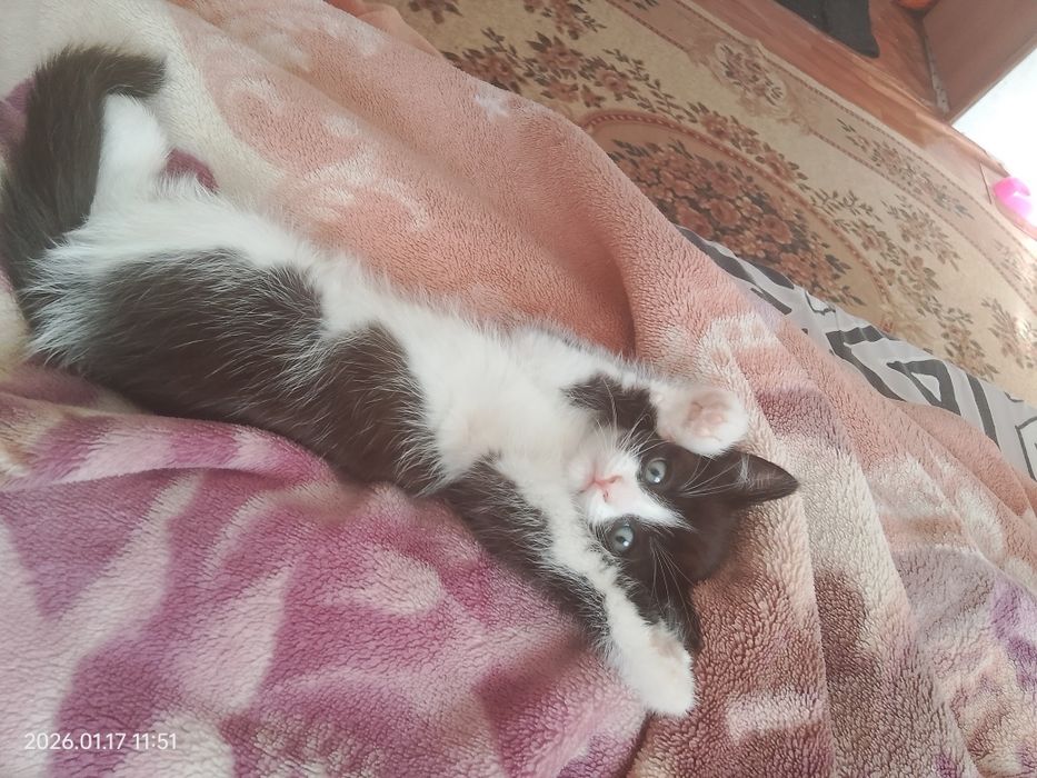 Котёнок в хорошие руки