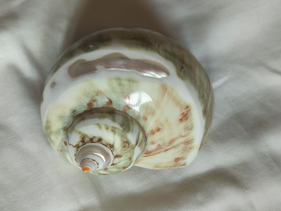 Colecție deosebită cochilii